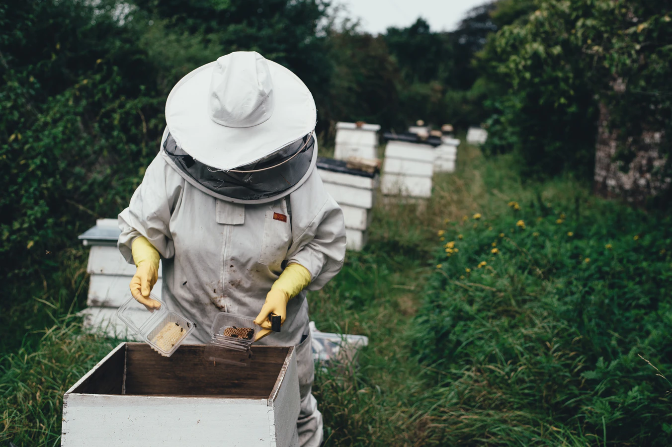 Bees Bees